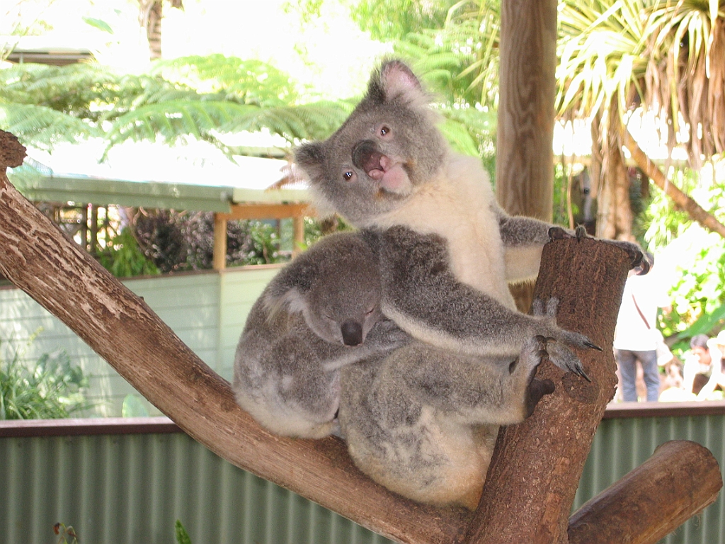 075 Rainforestation.jpg